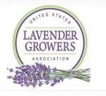 Lavender Field